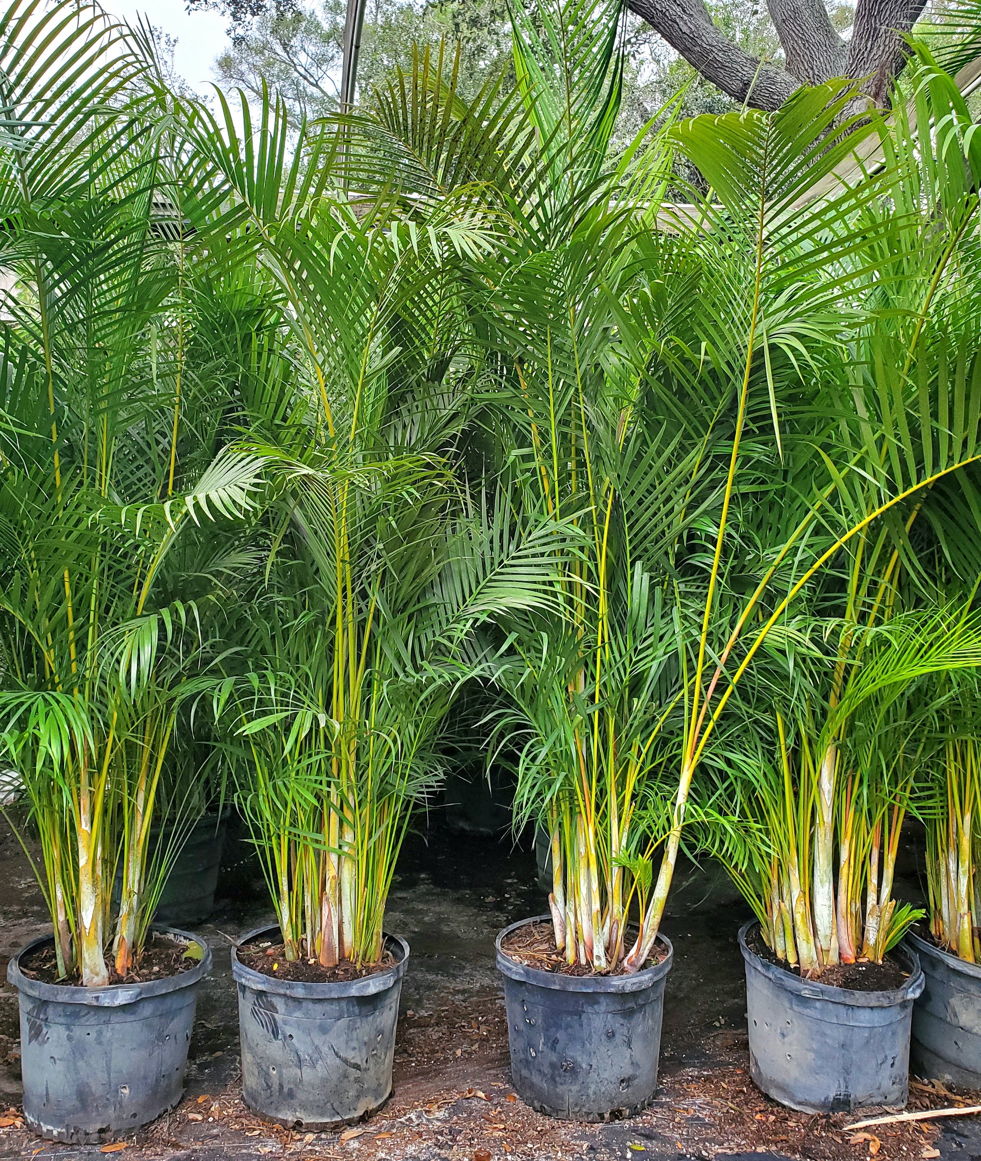 Areca Palm