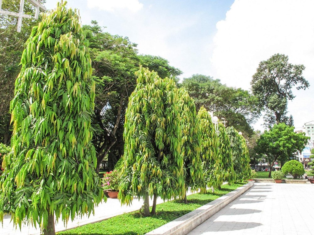 Ashoka Tree