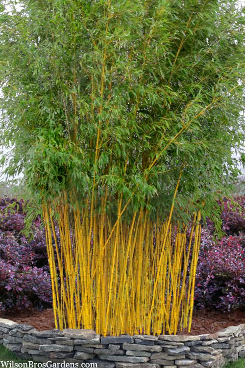 Golden Bamboo